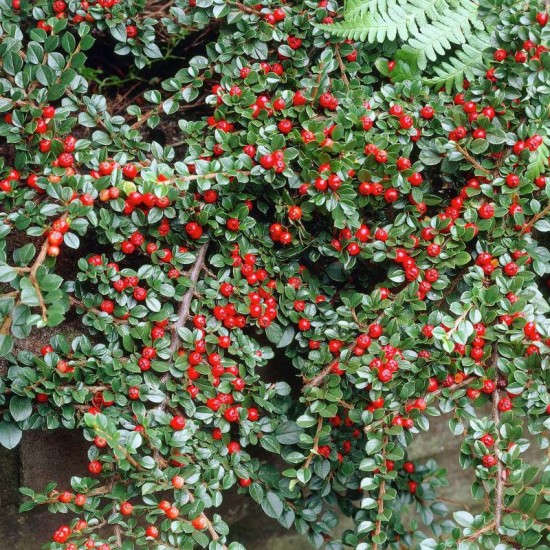 Kaulenis gulsčiasis (Cotoneaster horizontalis)