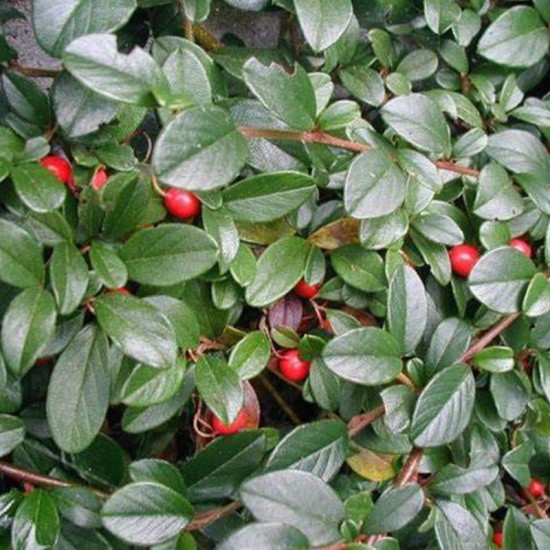 Kaulenis gulsčiasis (Cotoneaster horizontalis)