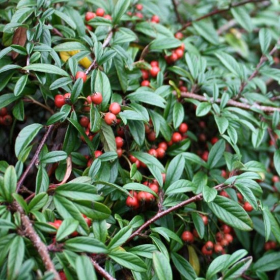Kaulenis gulsčiasis (Cotoneaster horizontalis)