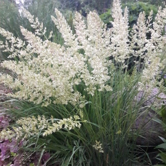 Kelerija melsvoji (Koeleria glauca)