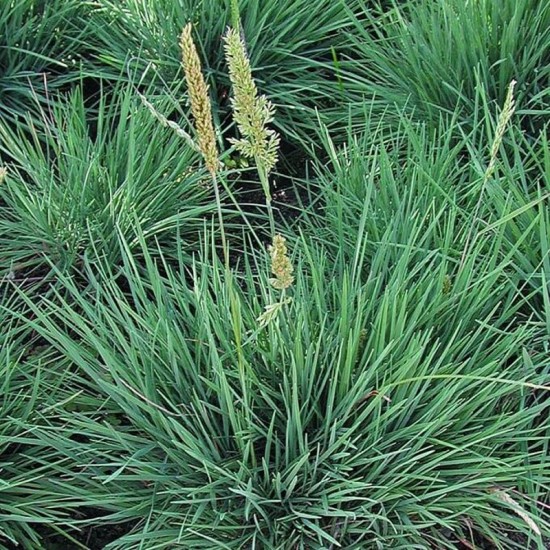 Kelerija melsvoji (Koeleria glauca)