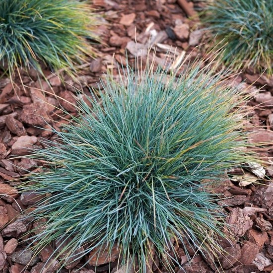 Kelerija melsvoji (Koeleria glauca)