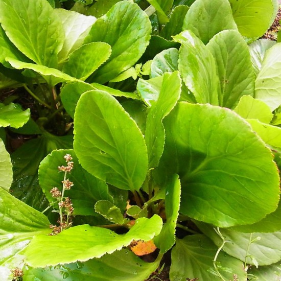 Bergenija storalapė (Bergenia crassifolia)