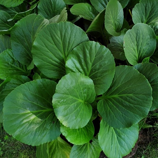 Bergenija storalapė (Bergenia crassifolia)