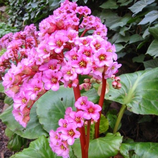 Bergenija storalapė (Bergenia crassifolia)