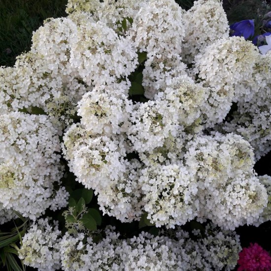 Hortenzija šluotelinė (Hydrangea paniculata) ‘Bobo’
