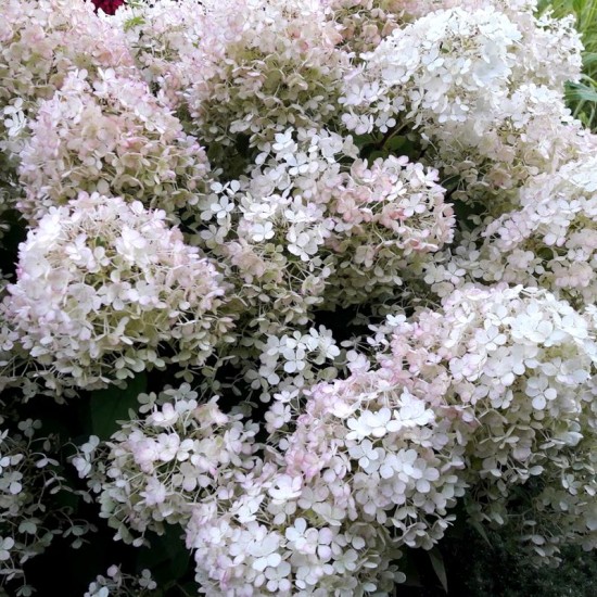 Hortenzija šluotelinė (Hydrangea paniculata) ‘Bobo’