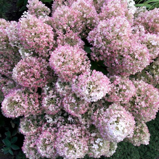 Hortenzija šluotelinė (Hydrangea paniculata) ‘Bobo’