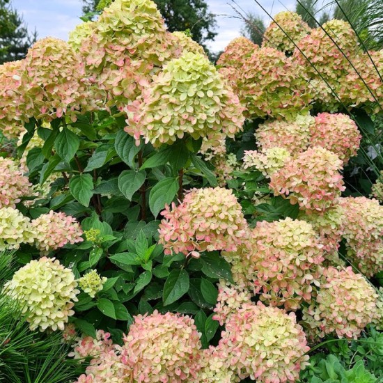 Hortenzija šluotelinė (Hydrangea paniculata) ‘Little Lime’