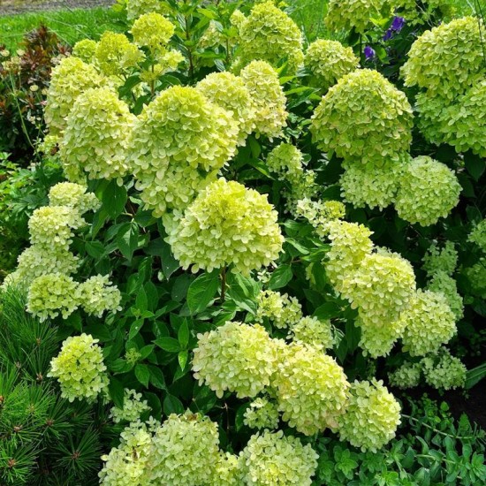 Hortenzija šluotelinė (Hydrangea paniculata) ‘Little Lime’