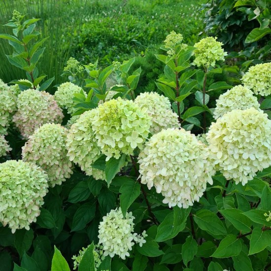 Hortenzija šluotelinė (Hydrangea paniculata) ‘Little Lime’