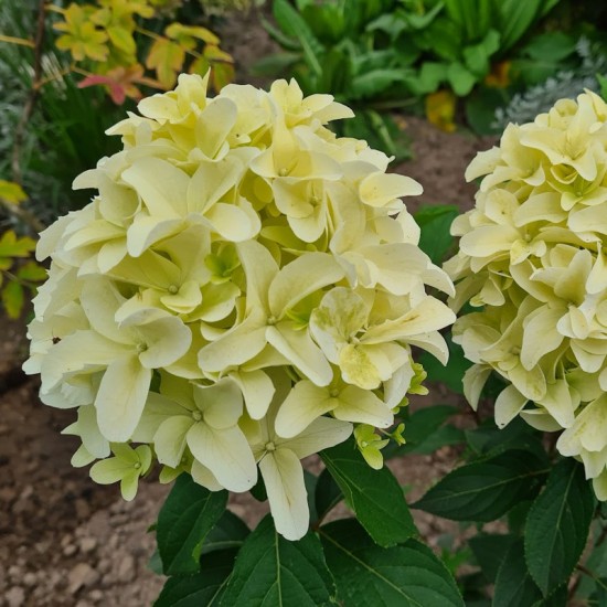 Hortenzija šluotelinė (Hydrangea paniculata) ‘Skyfal’