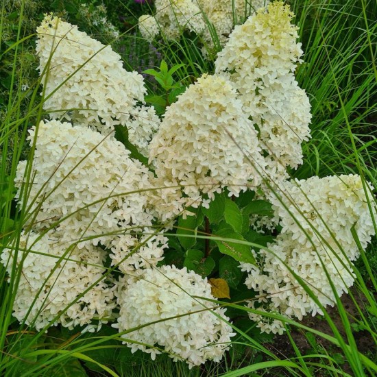 Hortenzija šluotelinė (Hydrangea paniculata) ‘Skyfal’