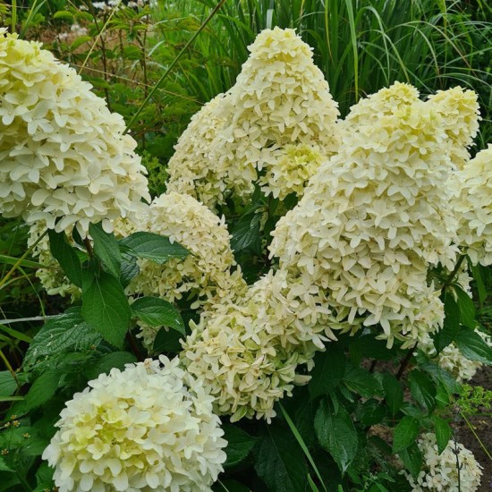 Hortenzija šluotelinė (Hydrangea paniculata) ‘Skyfal’