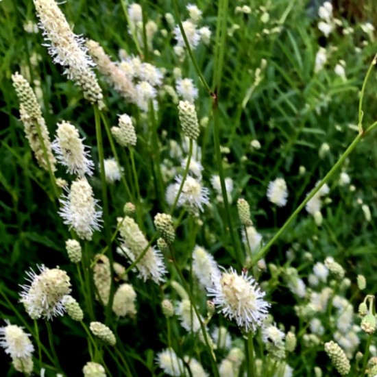 Kraujalakė (Sanguisorba) 'Burr Blance'