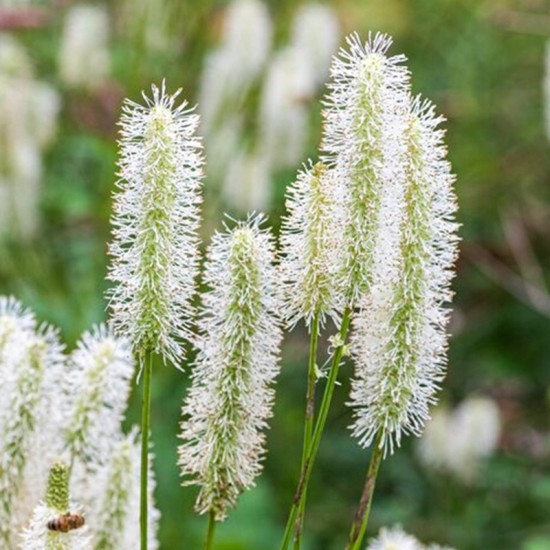 Kraujalakė (Sanguisorba) 'Burr Blance'