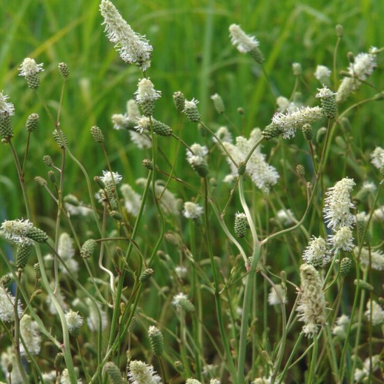 Kraujalakė (Sanguisorba) 'Burr Blance'