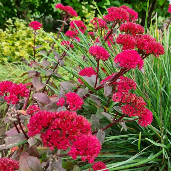 Šilokas (Sedum) ‘Red Cauli‘