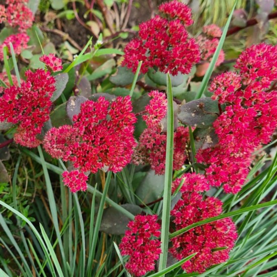 Šilokas (Sedum) ‘Red Cauli‘