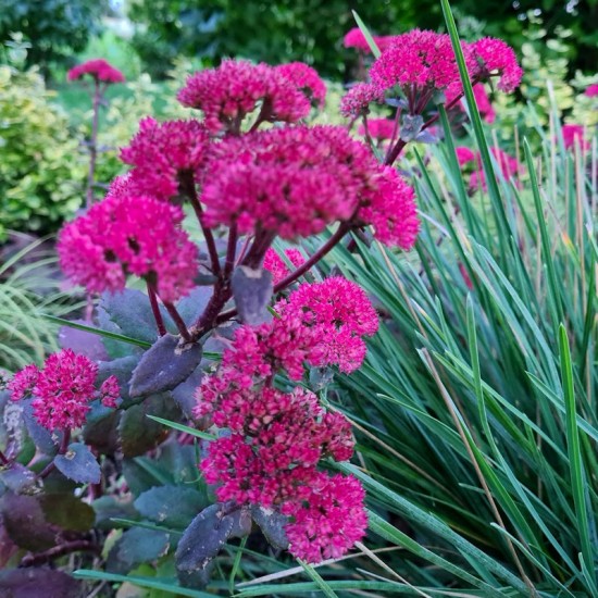 Šilokas (Sedum) ‘Red Cauli‘