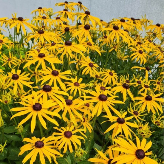 Rudbekija žėrinčioji (Rudbeckia fulgida) ‘City Garden’