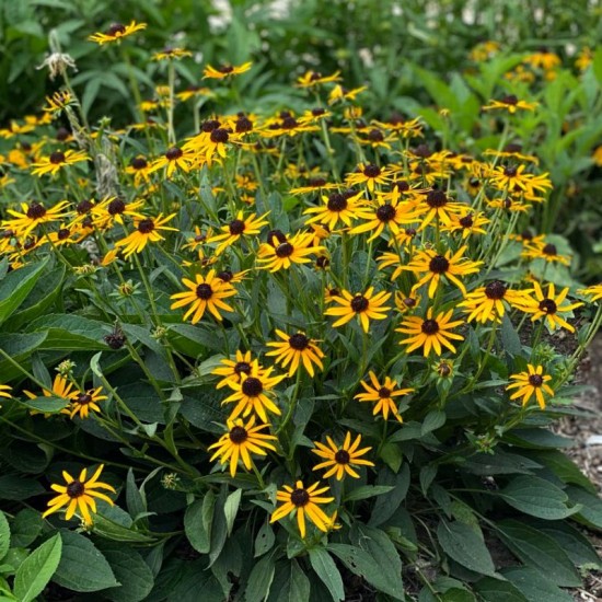 Rudbekija žėrinčioji (Rudbeckia fulgida) ‘City Garden’