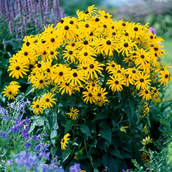 Rudbekija žėrinčioji (Rudbeckia fulgida) ‘City Garden’