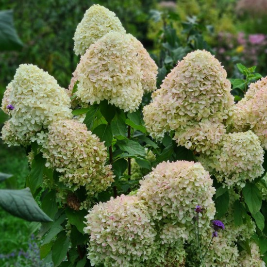 Hortenzija šluotelinė (Hydrangea paniculata) ‘Phantom’
