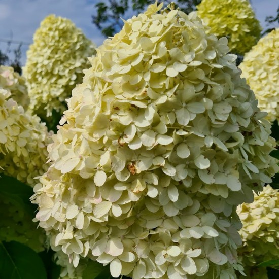 Hortenzija šluotelinė (Hydrangea paniculata) ‘Phantom’