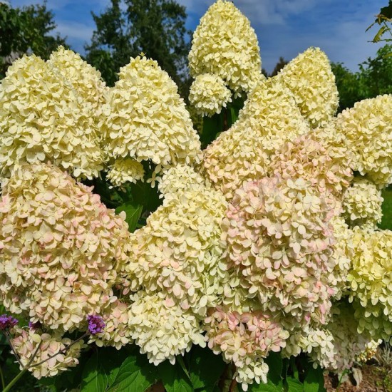 Hortenzija šluotelinė (Hydrangea paniculata) ‘Phantom’