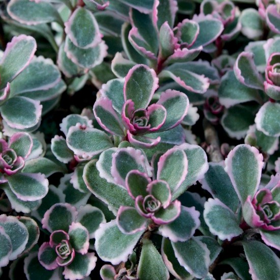 Šilokas kaukazinis (Sedum spurium) 'Tricolor'