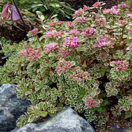 Šilokas kaukazinis (Sedum spurium) 'Tricolor'