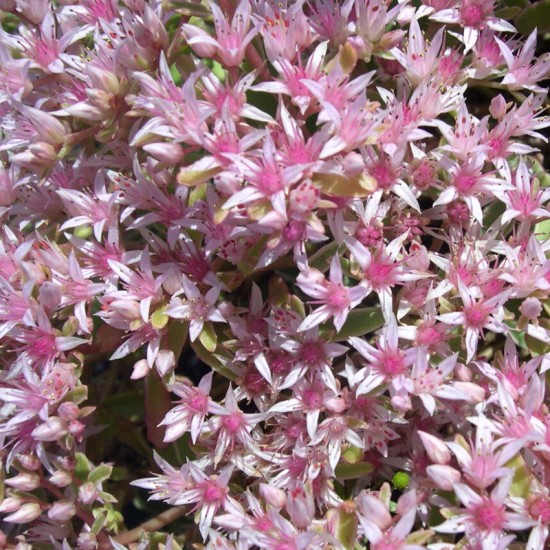 Šilokas kaukazinis (Sedum spurium) 'Tricolor'