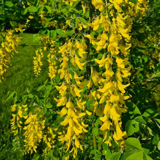 Pupmedis paprastasis (Laburnum anagyroides)