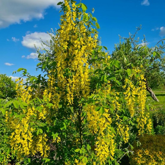 Pupmedis paprastasis (Laburnum anagyroides)