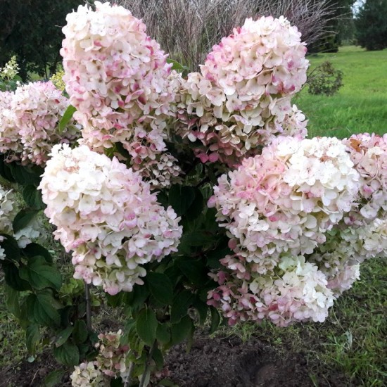 Hortenzija šluotelinė (Hydrangea paniculata) ‘Polar Bear‘