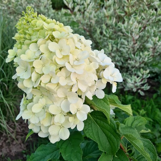 Hortenzija šluotelinė (Hydrangea paniculata) ‘Polar Bear‘