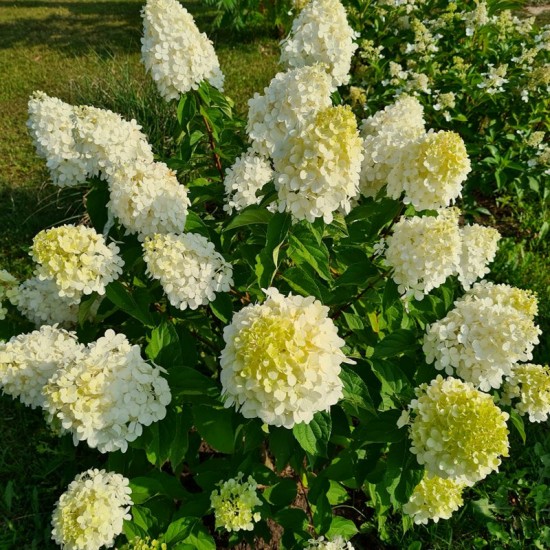 Hortenzija šluotelinė (Hydrangea paniculata) ‘Polar Bear‘