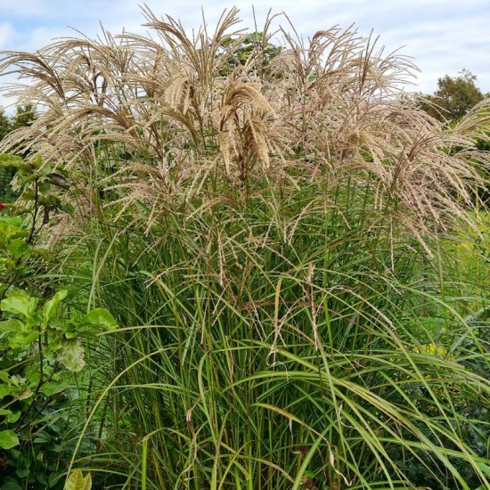 Kininis miskantas (Miscanthus sinensis) ‘Kaskade‘