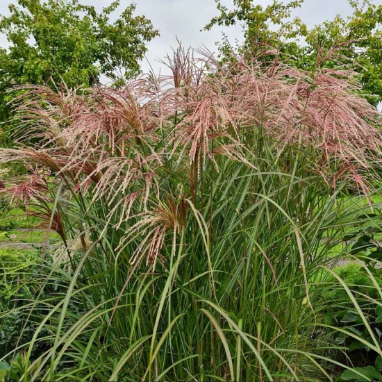 Kininis miskantas (Miscanthus sinensis) ‘Kaskade‘