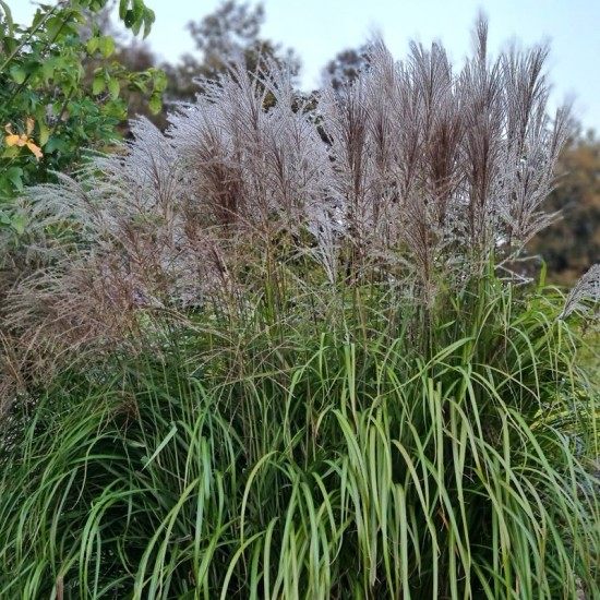 Miskantas kininis (Miscanthus sinensis) ‘Kleine Fontane‘