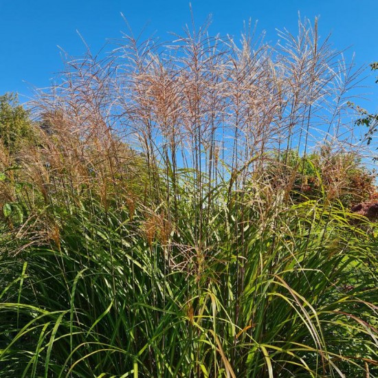 Miskantas kininis (Miscanthus sinensis) ‘Kleine Fontane‘
