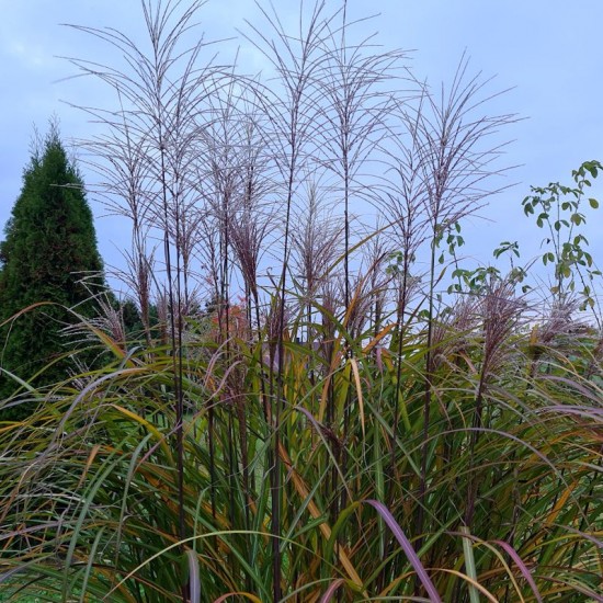 Miskantas kininis (Miscanthus sinensis) ‘Kleine Fontane‘