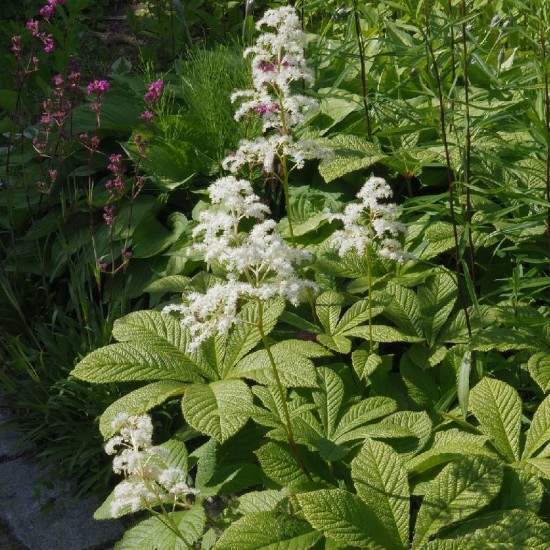 Rodžersija kaštonlapė (Rodgersia aesculifolia)