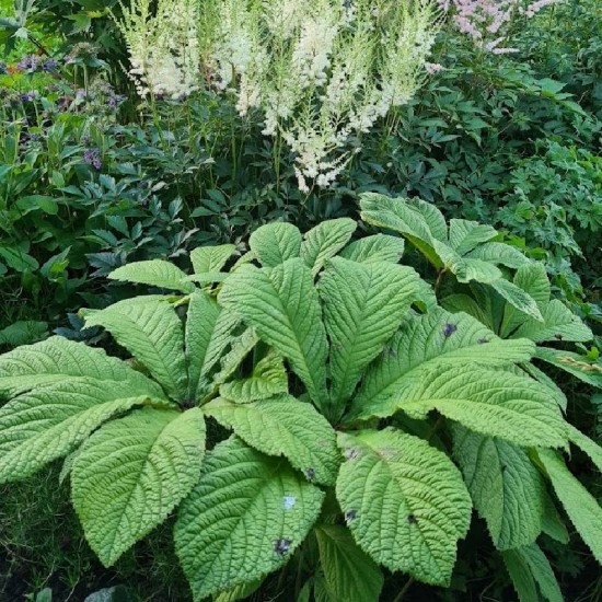 Rodžersija kaštonlapė (Rodgersia aesculifolia)