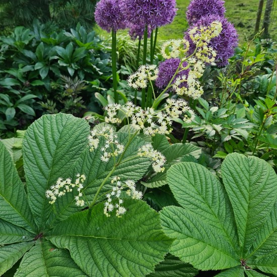 Rodžersija kaštonlapė (Rodgersia aesculifolia)