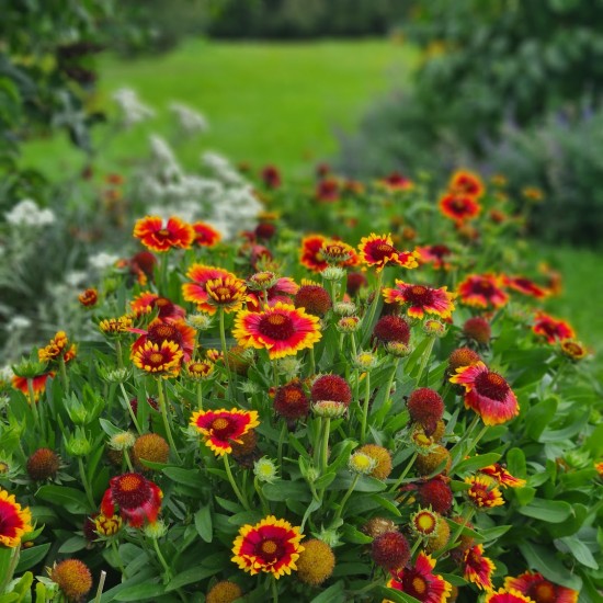 Gailardija akuotoji (Gaillardia aristata)
