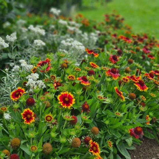 Gailardija akuotoji (Gaillardia aristata)