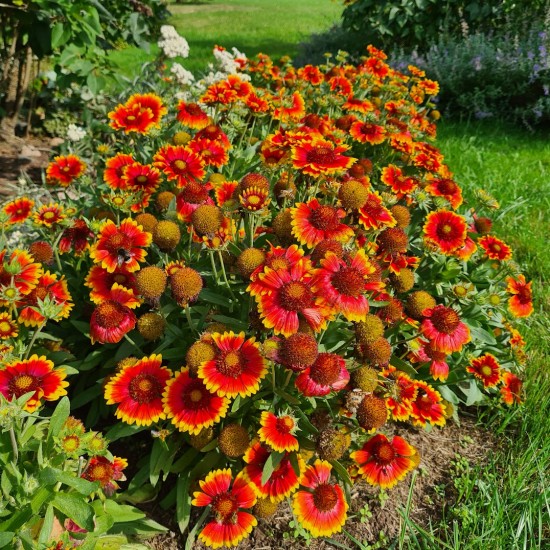 Gailardija akuotoji (Gaillardia aristata)