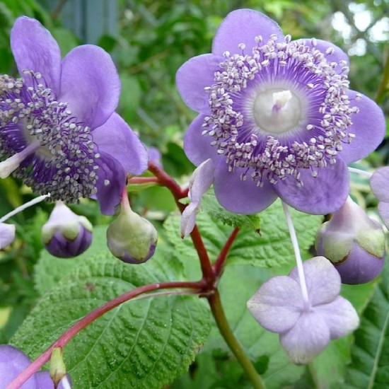 Deinantė (Deinanthe caerulea) ‘Blue Wonder’